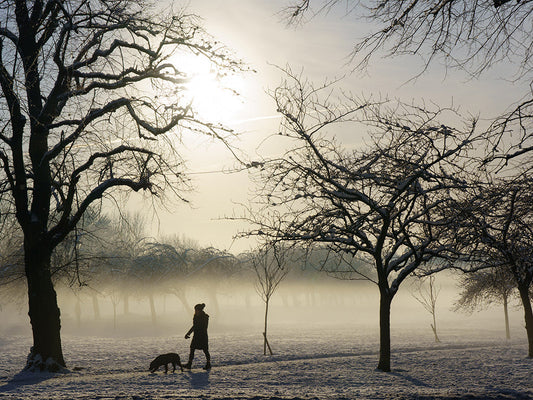 New Year, New Walks? Extra Select's Guide to Winter Pet Adventures