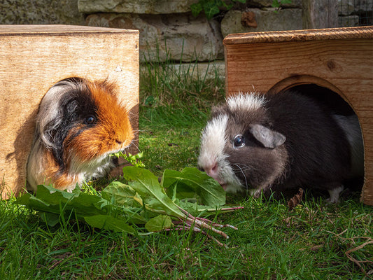 Essential Care for Your Small Pet's Home