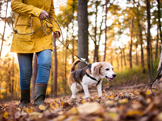A Guide to Safe Foraging on Autumn Dog Walks