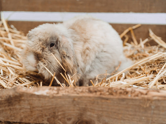 Cosy February for Your Little Ones: Extra Select's Guide to Small Pet Comfort