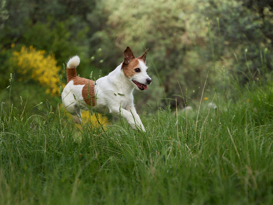 The Hidden Danger: Protecting Your Pet from Pests