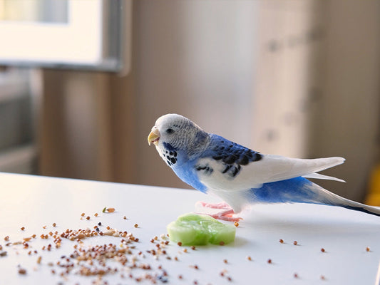 Extra Select's Guide to Happy Indoor Birds