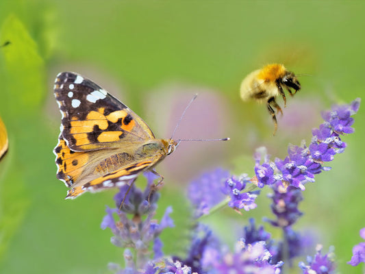 Wake Up Your Garden Wildlife: A Guide for Spring
