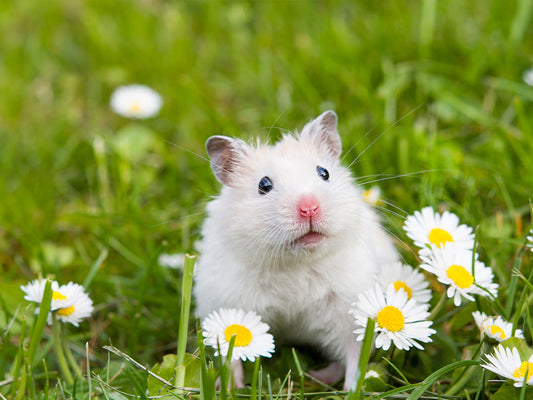 Spring Prep for Small Pets: Getting Ready with Extra Select