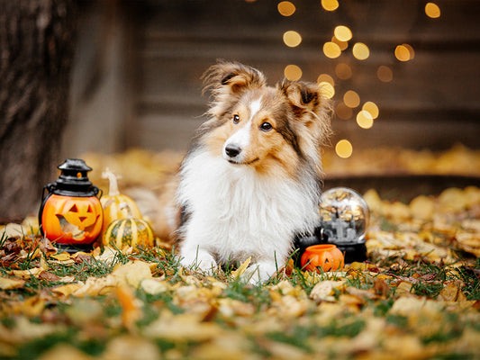 A Pet Owner's Guide to a Spook-tacularly Safe Halloween
