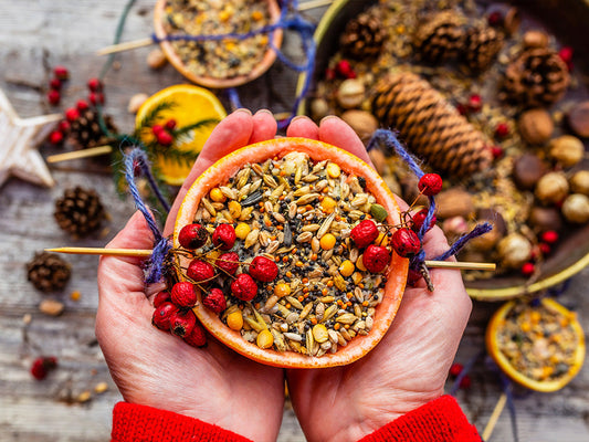 Creating a Feathered Feast: DIY Bird Feeders for Summer