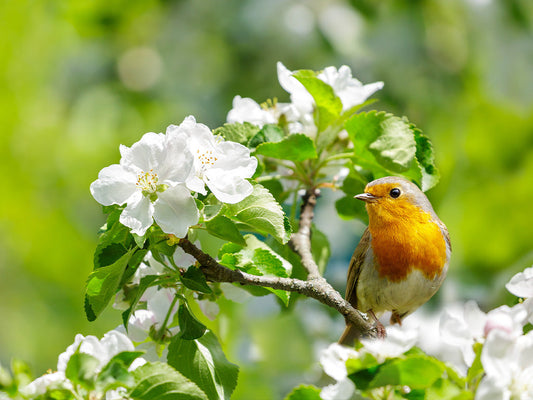 Keeping Our Feathered Friends Fed in Summer