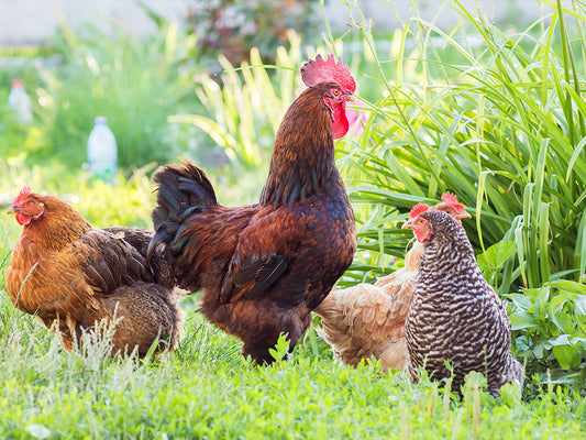 Summer Chicken Care Tips