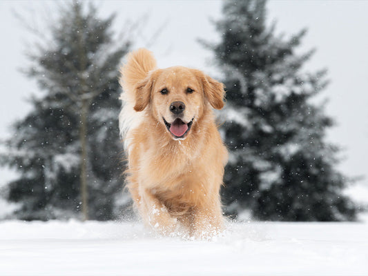 Healthy Pets: January Tips from Extra Select