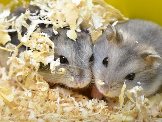 Showing Your Small Pet Love with Extra Select Treats & Care