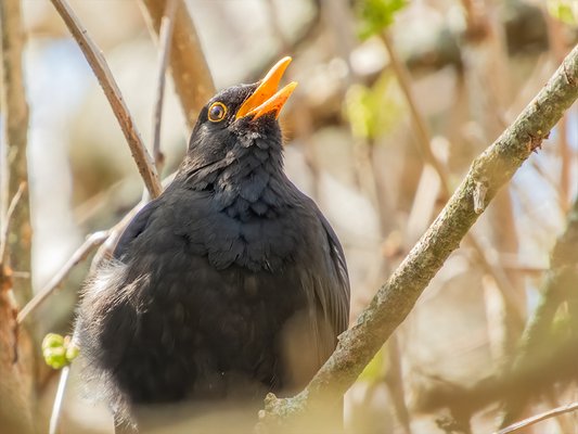Fuelling Spring Birdsong: The Best Foods for Wild Birds Now